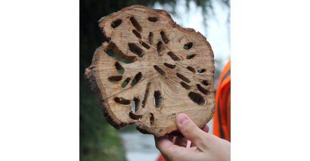 Ağaçlarda Büyük Tehlike